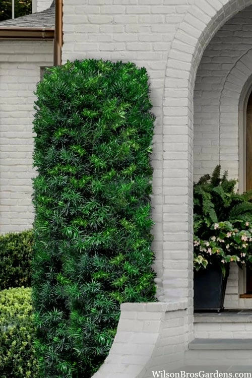 Maki Podocarpus Columnar Yew - 3 Gallon Pot 1 Maki Podocarpus Columnar Yew - 3 Gallon Pot