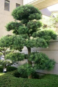 Podocarpus Macrophyllus Upright Yew - 7 Gallon Pot (3-4') -Wilson Bros Gardens Shop podocarpus macrophyllus upright yew 102