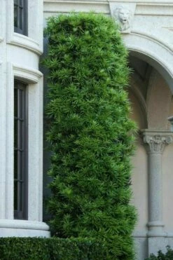 Podocarpus Macrophyllus Upright Yew - 7 Gallon Pot (4-5') -Wilson Bros Gardens Shop podocarpus macrophyllus upright yew 104 1