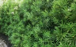 Podocarpus Macrophyllus Upright Yew - 7 Gallon Pot (3-4') -Wilson Bros Gardens Shop podocarpus macrophyllus upright yew 105