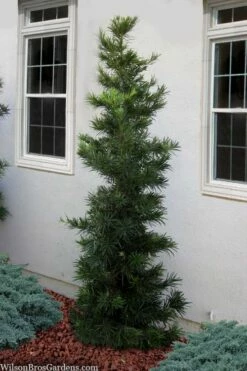 Maki Podocarpus Columnar Yew - 3 Gallon Pot 18 Maki Podocarpus Columnar Yew - 3 Gallon Pot -Wilson Bros Gardens Shop podocarpus maki yew 1