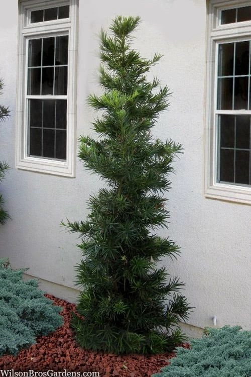 Maki Podocarpus Columnar Yew - 3 Gallon Pot 9 Maki Podocarpus Columnar Yew - 3 Gallon Pot - Image 9