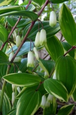 Variegated Solomons Seal (Polygonatum Falcatum 'Variegatum') - 1 Gallon Pot -Wilson Bros Gardens Shop polygonatum falcatum variegatum solomons seal 5