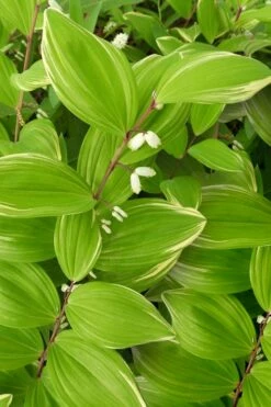 Fragrant Variegated Solomons Seal (Polygonatum Odoratum) - 5 Pack Of Quart Pots -Wilson Bros Gardens Shop polygonatum odoratum var pluriflorum fragrant variegated solomons seal 1