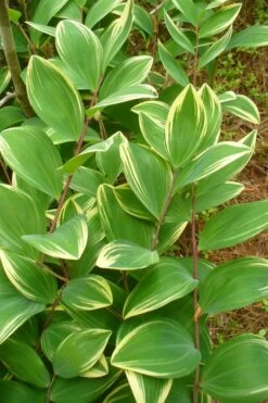 Fragrant Variegated Solomons Seal (Polygonatum Odoratum) - 5 Pack Of Quart Pots -Wilson Bros Gardens Shop polygonatum odoratum var pluriflorum fragrant variegated solomons seal 3