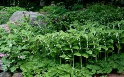 Fragrant Variegated Solomons Seal (Polygonatum Odoratum) - 5 Pack Of Quart Pots -Wilson Bros Gardens Shop polygonatum odoratum var pluriflorum fragrant variegated solomons seal 6