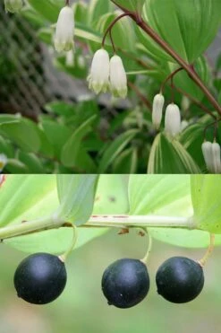 Fragrant Variegated Solomons Seal (Polygonatum Odoratum) - 5 Pack Of Quart Pots -Wilson Bros Gardens Shop polygonatum odoratum var pluriflorum fragrant variegated solomons seal 8