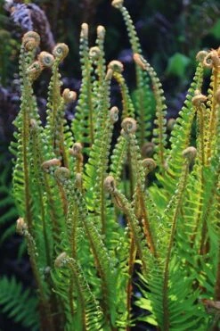 Western Sword Fern (Polystichum Munitum) - 1 Gallon Pot -Wilson Bros Gardens Shop polystichum munitum western sword fern 10