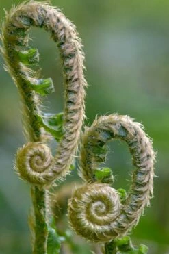 Western Sword Fern (Polystichum Munitum) - 1 Gallon Pot -Wilson Bros Gardens Shop polystichum munitum western sword fern 2