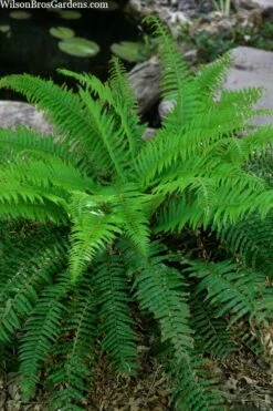 Western Sword Fern (Polystichum Munitum) - 1 Gallon Pot -Wilson Bros Gardens Shop polystichum munitum western sword fern 4