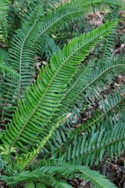 Western Sword Fern (Polystichum Munitum) - 1 Gallon Pot -Wilson Bros Gardens Shop polystichum munitum western sword fern 5