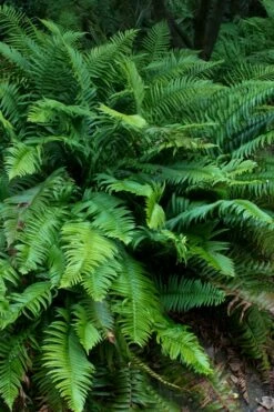 Western Sword Fern (Polystichum Munitum) - 1 Gallon Pot -Wilson Bros Gardens Shop polystichum munitum western sword fern 8