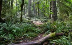 Western Sword Fern (Polystichum Munitum) - 1 Gallon Pot -Wilson Bros Gardens Shop polystichum munitum western sword fern 9