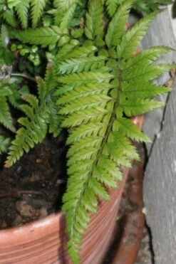 Korean Rock Fern - 1 Gallon Pot -Wilson Bros Gardens Shop polystichum tsus simense korean rock fern 1 1