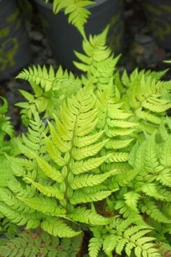 Korean Rock Fern - 6 Pack Of 1 Gallon Pots -Wilson Bros Gardens Shop polystichum tsus simense korean rock fern 4