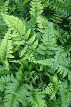 Korean Rock Fern - 1 Gallon Pot -Wilson Bros Gardens Shop polystichum tsus simense korean rock fern 5 1