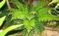 Korean Rock Fern - 6 Pack Of 1 Gallon Pots -Wilson Bros Gardens Shop polystichum tsus simense korean rock fern 6