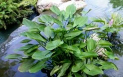 Heartleaf Purple Pickerel Weed (Pontaderia Cordata) - 1 Gallon Pot -Wilson Bros Gardens Shop pontederia cordata pickerel weed 3