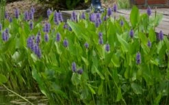 Heartleaf Purple Pickerel Weed (Pontaderia Cordata) - 1 Gallon Pot -Wilson Bros Gardens Shop pontederia cordata pickerel weed 4