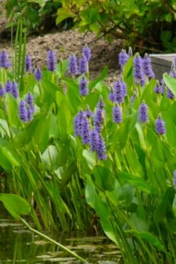 Heartleaf Purple Pickerel Weed (Pontaderia Cordata) - 1 Gallon Pot -Wilson Bros Gardens Shop pontederia cordata pickerel weed 5