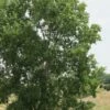 Eastern Cottonwood Tree (Populus Deltoides) - 3 Gallon Pot