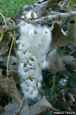 Eastern Cottonwood Tree (Populus Deltoides) - 1 Gallon Pot -Wilson Bros Gardens Shop populus deltoides eastern cottonwood tree 10 1
