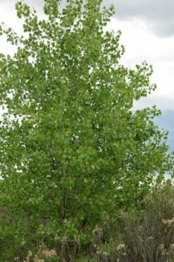 Eastern Cottonwood Tree (Populus Deltoides) - 3 Gallon Pot -Wilson Bros Gardens Shop populus deltoides eastern cottonwood tree 2