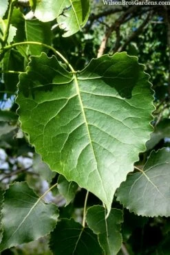 Eastern Cottonwood Tree (Populus Deltoides) - 1 Gallon Pot -Wilson Bros Gardens Shop populus deltoides eastern cottonwood tree 3 1