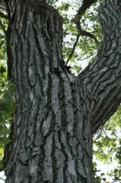 Eastern Cottonwood Tree (Populus Deltoides) - 3 Gallon Pot -Wilson Bros Gardens Shop populus deltoides eastern cottonwood tree 5