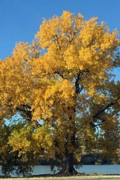 Eastern Cottonwood Tree (Populus Deltoides) - 3 Gallon Pot -Wilson Bros Gardens Shop populus deltoides eastern cottonwood tree 6