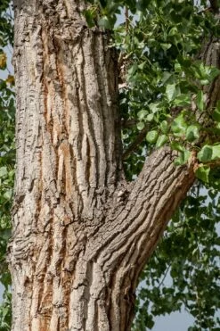 Eastern Cottonwood Tree (Populus Deltoides) - 1 Gallon Pot -Wilson Bros Gardens Shop populus deltoides eastern cottonwood tree 7 1