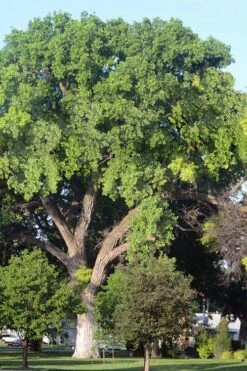 Eastern Cottonwood Tree (Populus Deltoides) - 3 Gallon Pot -Wilson Bros Gardens Shop populus deltoides eastern cottonwood tree 8