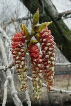Eastern Cottonwood Tree (Populus Deltoides) - 1 Gallon Pot -Wilson Bros Gardens Shop populus deltoides eastern cottonwood tree 9 1