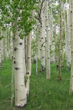 Quaking Aspen Tree (Populus Tremuloides) - 3 Gallon Pot -Wilson Bros Gardens Shop populus tremuloides quaking aspen tree 1