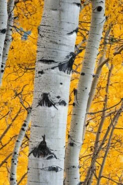 Quaking Aspen Tree (Populus Tremuloides) - 3 Gallon Pot -Wilson Bros Gardens Shop populus tremuloides quaking aspen tree 10