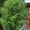 Quaking Aspen Tree (Populus Tremuloides) - 3 Gallon Pot
