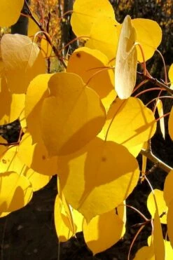 Quaking Aspen Tree (Populus Tremuloides) - 3 Gallon Pot -Wilson Bros Gardens Shop populus tremuloides quaking aspen tree 3