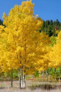 Quaking Aspen Tree (Populus Tremuloides) - 3 Gallon Pot -Wilson Bros Gardens Shop populus tremuloides quaking aspen tree 5