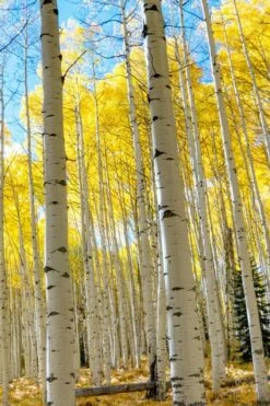 Quaking Aspen Tree (Populus Tremuloides) - 3 Gallon Pot -Wilson Bros Gardens Shop populus tremuloides quaking aspen tree 7