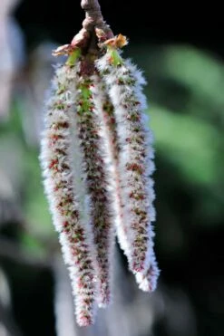 Quaking Aspen Tree (Populus Tremuloides) - 3 Gallon Pot -Wilson Bros Gardens Shop populus tremuloides quaking aspen tree 8