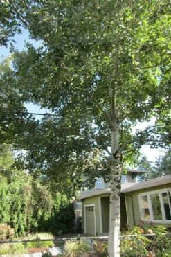 Quaking Aspen Tree (Populus Tremuloides) - 3 Gallon Pot -Wilson Bros Gardens Shop populus tremuloides quaking aspen tree 9