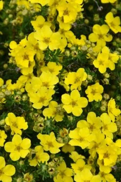 Dakota Sunspot Shrubby Cinquefoil (Potentilla Fruticosa) - 2 Gallon Pot -Wilson Bros Gardens Shop potentilla fruticosa dakota sunspot shrubby cinquefoil 3