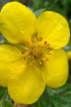 Gold Star Shrubby Cinquefoil (Potentilla Fruticosa) - 1 Gallon Pot -Wilson Bros Gardens Shop potentilla fruticosa gold star shrubby cinquefoil 1
