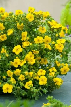 Gold Star Shrubby Cinquefoil (Potentilla Fruticosa) - 1 Gallon Pot -Wilson Bros Gardens Shop potentilla fruticosa gold star shrubby cinquefoil 7