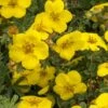 Gold Star Shrubby Cinquefoil (Potentilla Fruticosa) - 1 Gallon Pot