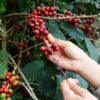 Coffee (Coffea Arabica)