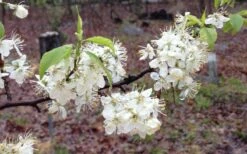 American Wild Plum Tree (Prunus Americana) - 1 Gallon Pot -Wilson Bros Gardens Shop prunus americana american wild plum tree 11 1