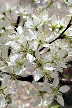 American Wild Plum Tree (Prunus Americana) - 1 Gallon Pot -Wilson Bros Gardens Shop prunus americana american wild plum tree 5 1
