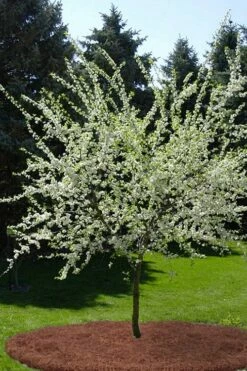 American Wild Plum Tree (Prunus Americana) - 1 Gallon Pot -Wilson Bros Gardens Shop prunus americana american wild plum tree 9 1