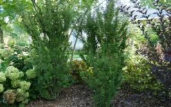 Zuzu Flowering Cherry (Prunus Incisa 'Rinpo') - 3 Gallon Pot -Wilson Bros Gardens Shop prunus incisa zuzu flowering cherry 2 1